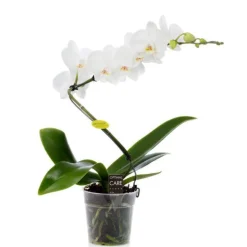 Phalaenopsis spirale multicolore botanic® – Pot de 12 cm