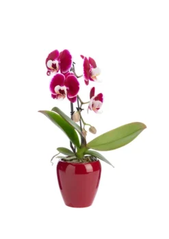 Phalaenopsis swan avec un cache-pot en céramique coloris blanc - Ø 7 cm H 30 cm