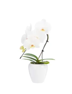 Phalaenopsis swan avec un cache-pot en céramique coloris blanc - Ø 7 cm H 30 cm