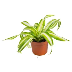 Phalangère ou Chlorophytum Laxum en pot H 10 x Ø 6 cm