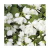 Philadelphus Virginal (PHILADELFUS VIRGINALIS SNOW FLAKE), en pot de 7 litres