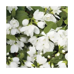 Philadelphus Virginal (PHILADELFUS VIRGINALIS SNOW FLAKE), en pot de 7 litres