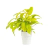 Philodendron Malay Gold pot Ø18xH50 cm