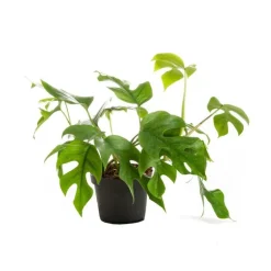Philodendron minima – Pot de Ø12 cm