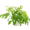 Philodendron minima vert en pot blanc émaillé botanic®. Le pot Ø 15 cm
