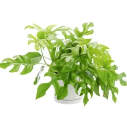 Philodendron minima vert en pot blanc émaillé botanic®. Le pot Ø 15 cm