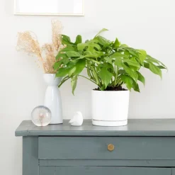 Philodendron minima vert en pot blanc émaillé botanic®. Le pot Ø 15 cm