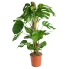Philodendron pertusum en pot Ø 24 cm