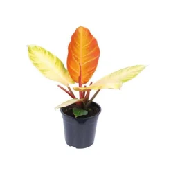 Philodendron Prince of Orange. Le pot Ø 19 cm