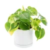 Philodendron scandens Brazil vert en pot blanc émaillé botanic®. Le pot Ø 15 cm