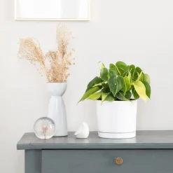 Philodendron scandens Brazil vert en pot blanc émaillé botanic®. Le pot Ø 15 cm