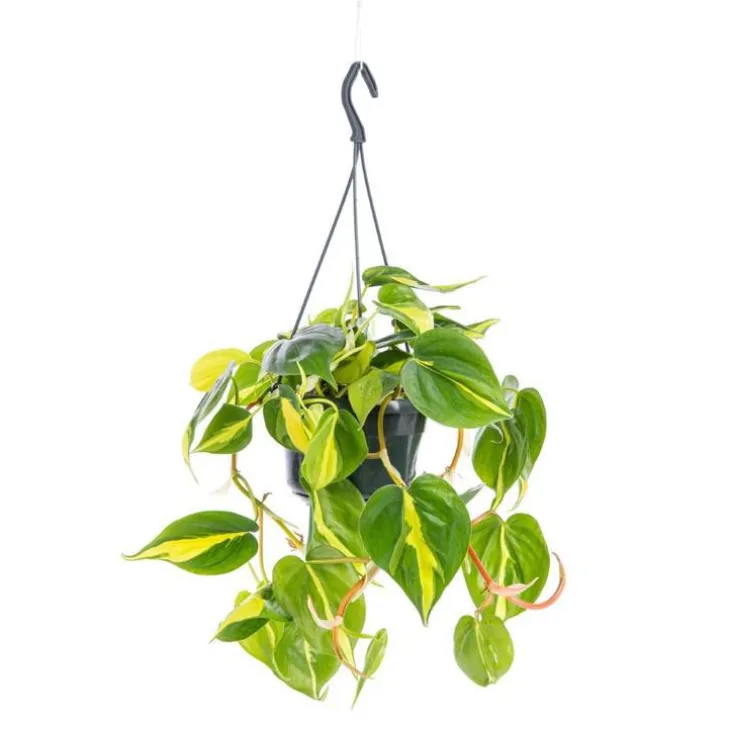 Philodendron Scandens Brasil suspension Ø18xH40 cm