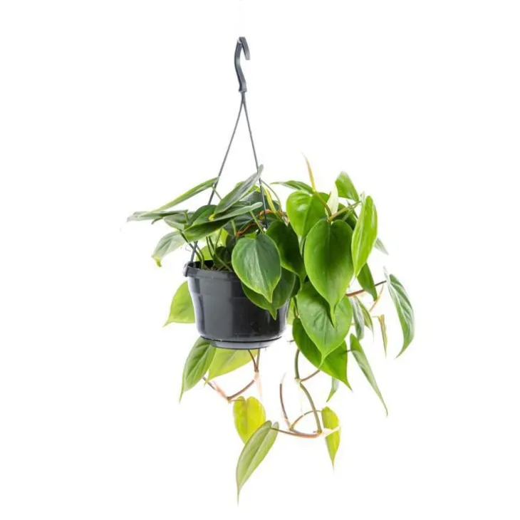 Philodendron Scandens suspension Ø20xH50 cm