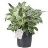 Philodendron White Measure. Le pot Ø 17 cm