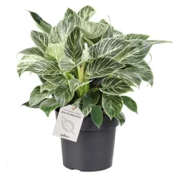 Philodendron White Measure. Le pot Ø 17 cm