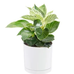 Philodendron White measure vert en pot blanc émaillé botanic®. Le pot Ø 15 cm