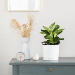 Philodendron White measure vert en pot blanc émaillé botanic®. Le pot Ø 15 cm