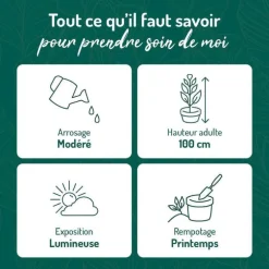 Philodendron White measure vert en pot blanc émaillé botanic®. Le pot Ø 15 cm