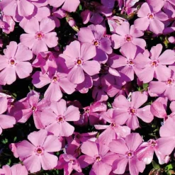 Phlox En Coussin Rose - Le pot de 9 x 9 cm