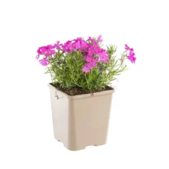 Phlox En Coussin Rose - Le pot de 9 x 9 cm