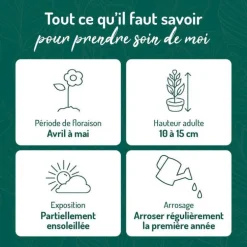 Phlox En Coussin Rose - Le pot de 9 x 9 cm