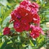 Phlox Paniculata rouge - Le pot de 9 x 9 cm