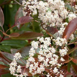 Photinia ‘Carré Rouge’ rouge. Le pot de 7L