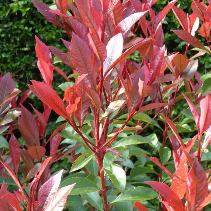 Photinia (PHOTINIA FRASERI RED ROBIN) Le pot de 10 litres