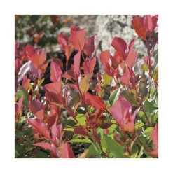 Photinia Red Robin - pot 7 L