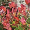 Photinia Red Robin en pot de 10 litres