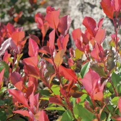 Photinia Red Robin en pot de 10 litres