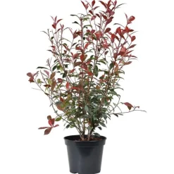Photinia Red Robin en pot de 10 litres