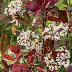 Photinia ‘Red Robin’ rouge. Le pot de 7L
