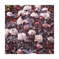 Physocarpe pourpre Lady in red (Bois à sept écorces) rouge. Le pot de 7 litres