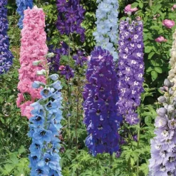 Pied d'Alouette Varié - Le pot de 9 x 9 cm