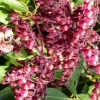 Pieris – Pot de 2L