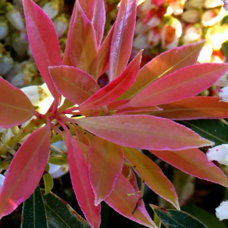 Pieris Japonica Forest Flame rouge en pot