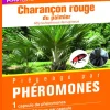 Piégeage par phéromones anti charançon rouge du palmier Décamp