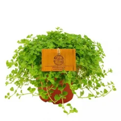 Pilea depressa – Pot de Ø12 cm