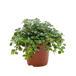 Pilea Depressa Sao Paulo – Pot de Ø 12 cm