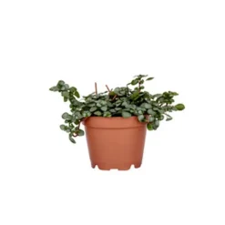 Pilea Glauca Greyzy en pot Ø 6 cm