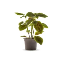 Pilea Moon Valley vert. Le pot Ø 10,5 cm