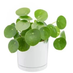 Pilea peperomioides vert en pot blanc émaillé botanic®. Le pot Ø 15 cm