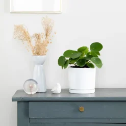 Pilea peperomioides vert en pot blanc émaillé botanic®. Le pot Ø 15 cm