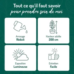 Pilosocereus azureus en pot terre cuite H 10 x Ø 20 cm