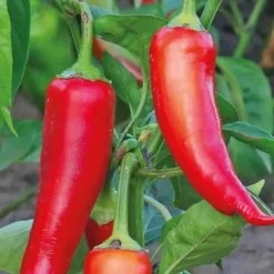Piment De Cayenne Bio. La barquette de 3 plants
