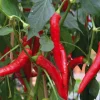 Piment De Cayenne Bio. La barquette de 3 plants
