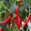 Piment De Cayenne Bio. Le pot de 10,5 cm