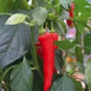 Piment Gorria (Type Espelette) Bio. Le pot de 10,5 cm