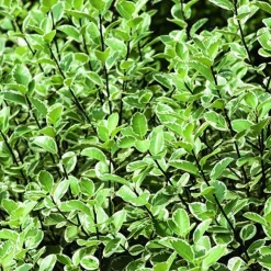 Pittosporum tenuifolium Saundersii botanic®. Le pot de 3 litres